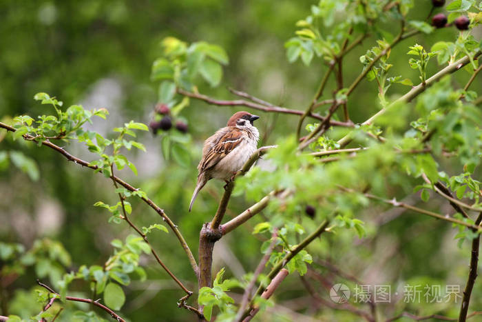 麻雀在绿色的性质.麻雀在树枝上