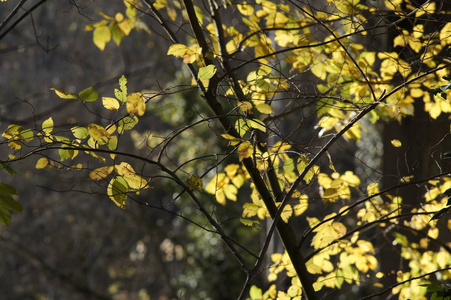 阳光自然背景与秋天黄色树分支。金色的光芒
