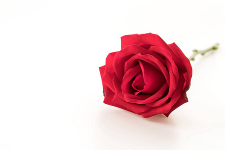 白底红玫瑰图片