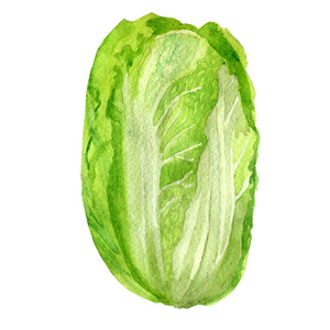 单白菜图片-单白菜素材-单白菜插画-摄图新视界