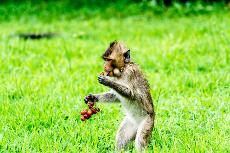 葡萄，华富里泰国年轻的猴子