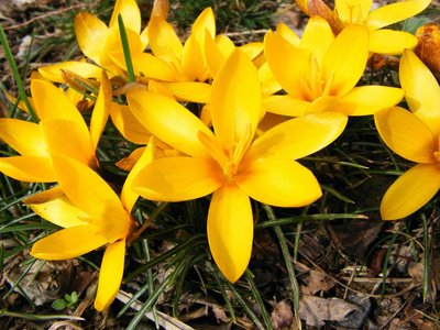 第一春花摄影与场面开花春天黄色番红花