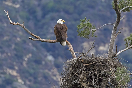 有趣的老鹰小鸡老鹰和小鸡一只老鹰的夹子艺术与它的小鸡在巢在树上