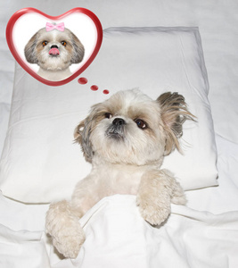 可爱的情人节狗躺在床上