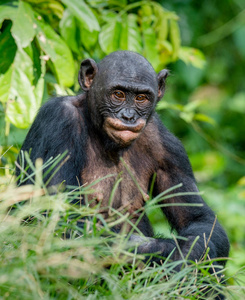 倭黑猩猩在自然栖息地