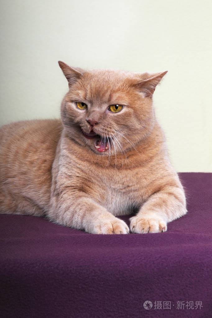 姜英国短毛猫雄猫德国欧洲