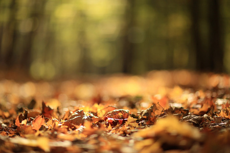 在公园里背景秋天的落叶