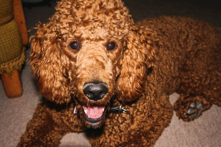一个标准的贵宾犬的肖像铺设在地板上