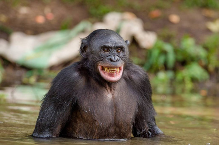 黑猩猩黑猩猩在水中
