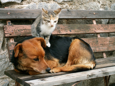 小的猫和狗