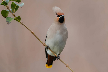 波希米亚打蜡 Bombycilla garrulus