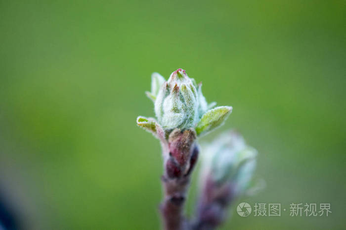 苹果芽在一个果园在4月