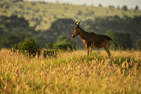 麋羚Alcelaphus buselaphus, 非洲大草原的大羚羊, 塔伊塔丘陵保护区, 肯尼亚