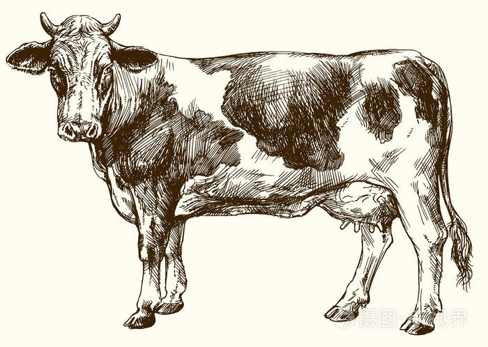 牛上孤立的白色手绘制的矢量图