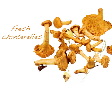 在白色背景下用铭文特写的新鲜生 Chanterelles 安排