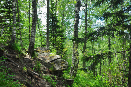 山坡上茂密的桦木和云杉林。Manzherok, 阿尔泰山, 俄罗斯