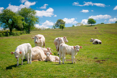 夏洛的网夏洛来牛和犊牛在草地上在法国勃艮第照片