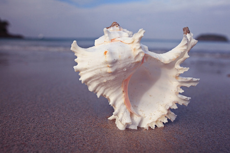 线海螺串成图片