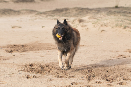 比利时牧羊犬，Tervuren 在沙子中运行