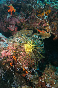 珊瑚潜水巴布亚新几内亚太平洋欧西亚的生活