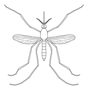 蚊子剪影图片
