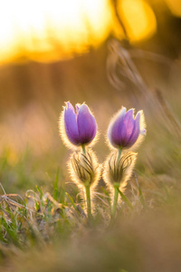 Pasque 白头翁花。春天在夕阳的背景下绽放, 盛开的草地。精美的细节, 多彩的散景