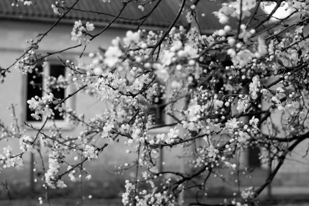 樱花树散景