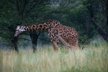 长颈鹿与婴儿在高草领域