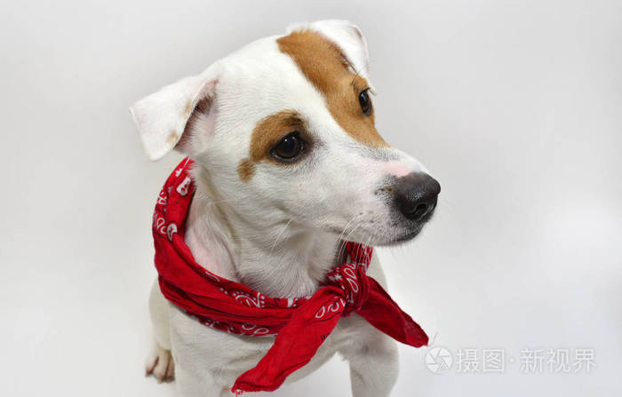 保加利亚服装狗