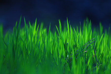 新鲜的绿色草地的纹理