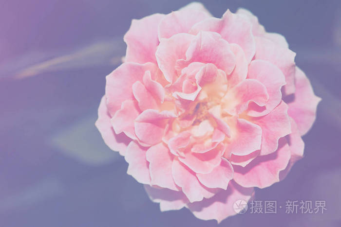 关闭了图像的单个粉色玫瑰花