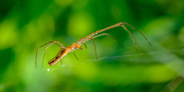 优雅的蜘蛛与非常长的爪子坐在其网站上的绿色背景