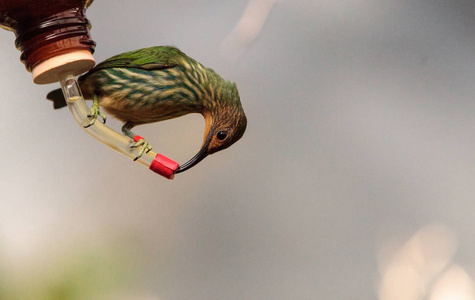 女紫色 honeycreeper Cyanerpes caeruleus