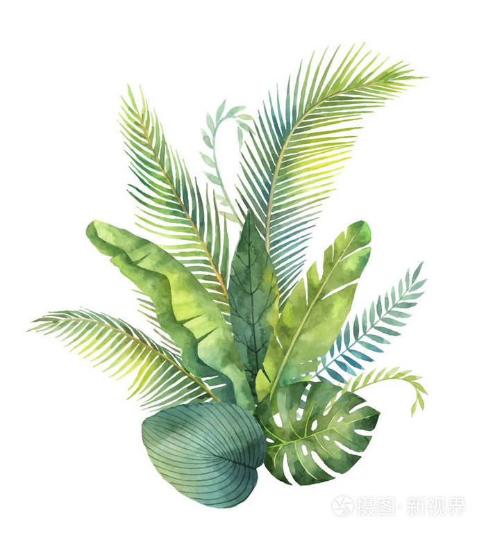 水彩矢量花束热带叶子和分支在白色背景下被隔绝插画-正版商用图片0
