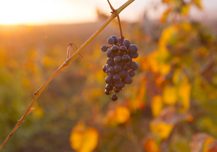 在日落时在秋收的葡萄园。在秋天成熟的葡萄