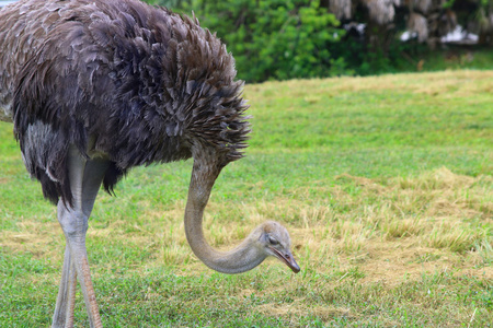 关于野生非洲 ostriche