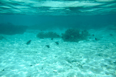 美丽的珊瑚礁死亡的看法。绿松石水和白沙背景。印度洋。马尔代夫群岛