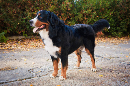 欢乐秋季bernese 山狗在秋季公园散步照片