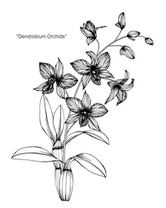 兰花花画插图.黑白相间的白色背景线条艺术照片
