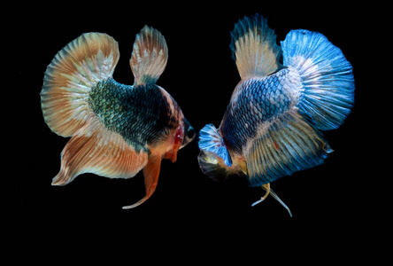 两个半月betta 鱼在水族馆里打架照片