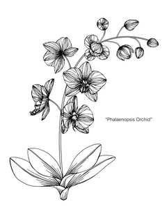 画花的黑白画图片