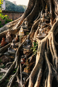 佛像菩提树下