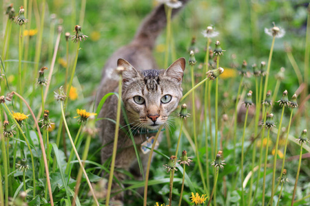 花园里的猫, 花园里的猫的照片