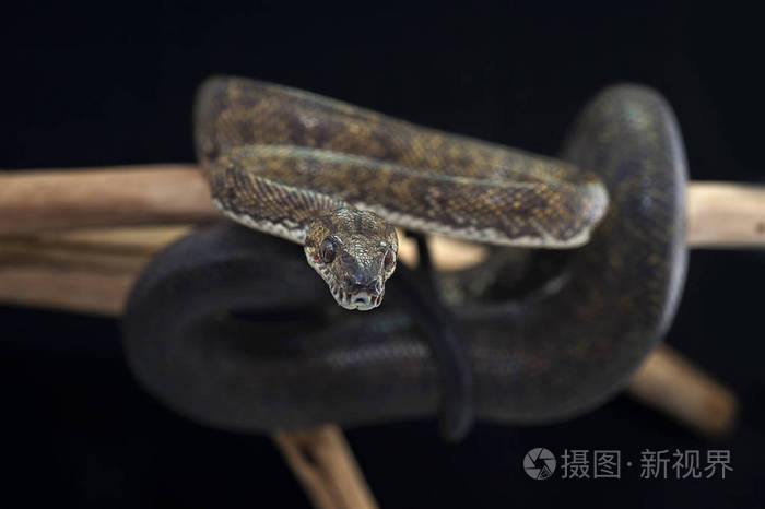 孤立在黑色背景上的蛇