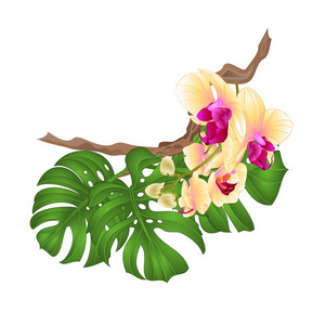 花束与热带花卉插花, 与美丽的黄色兰花 phalenopsis 棕榈, 蔓复古矢量插图可编辑手绘手画