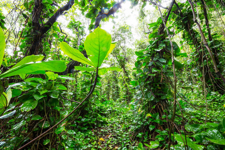 夏威夷的丛林自然风光景观图片