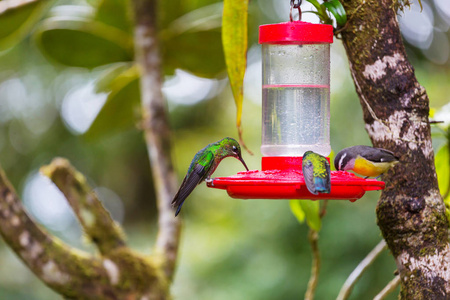 五颜六色的蜂鸟在哥斯达黎加, 中美洲