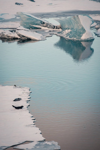 冰岛冰川泻湖 Jokulsarlon 中的灰色海豹放松和躺在冰盖上