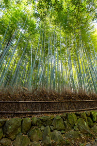 竹林里京都