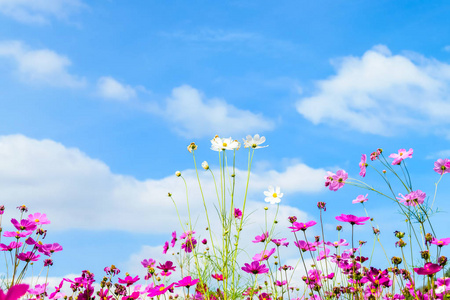 闭上了波斯菊花海上白色孤立红色丝棉树炸弹的花朵美丽的波斯菊花田波